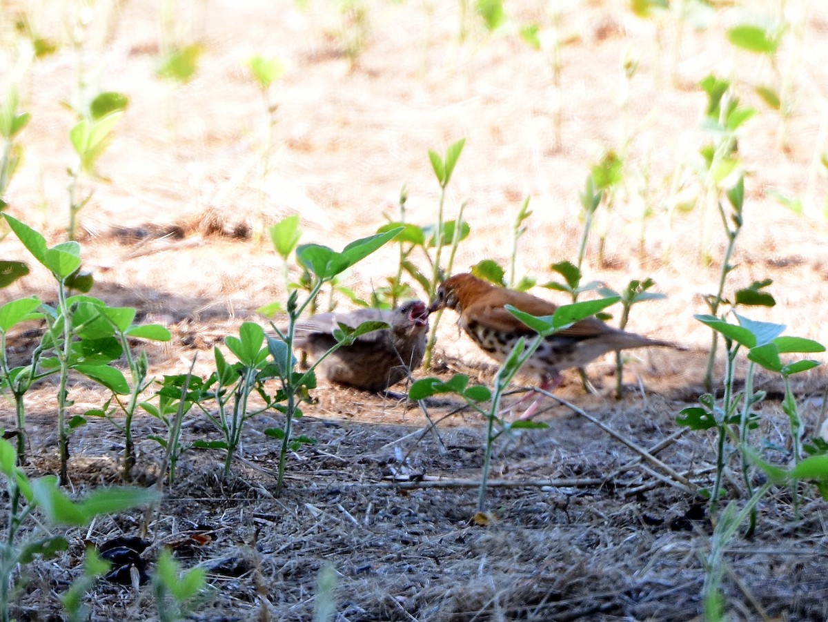 Brown-headed Cowbird - ML30559421