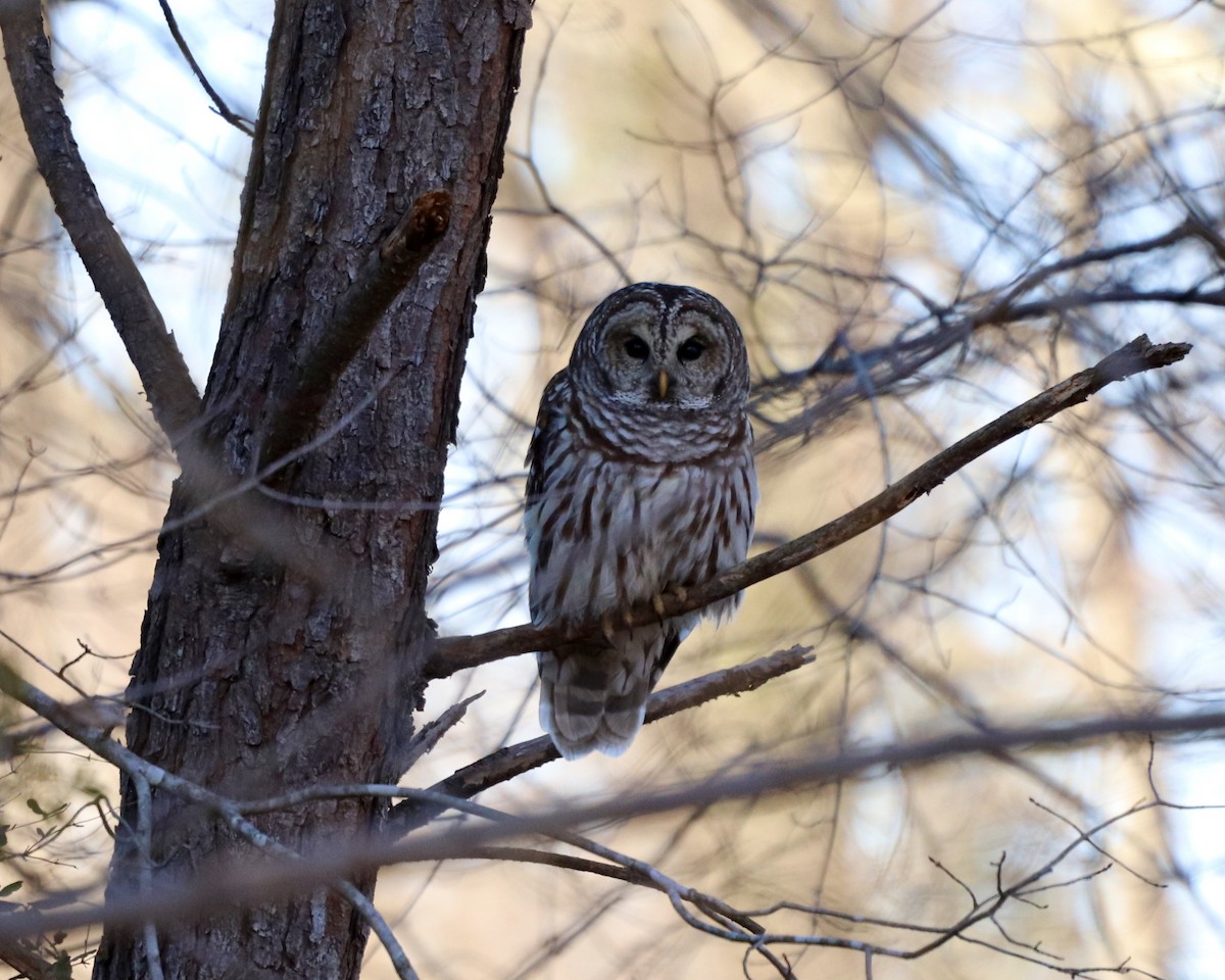 Barred Owl - ML305594221