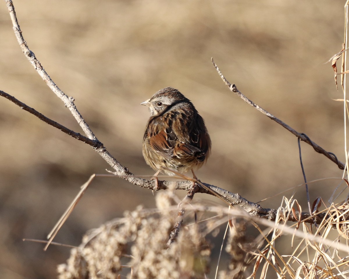 Swamp Sparrow - ML305594401