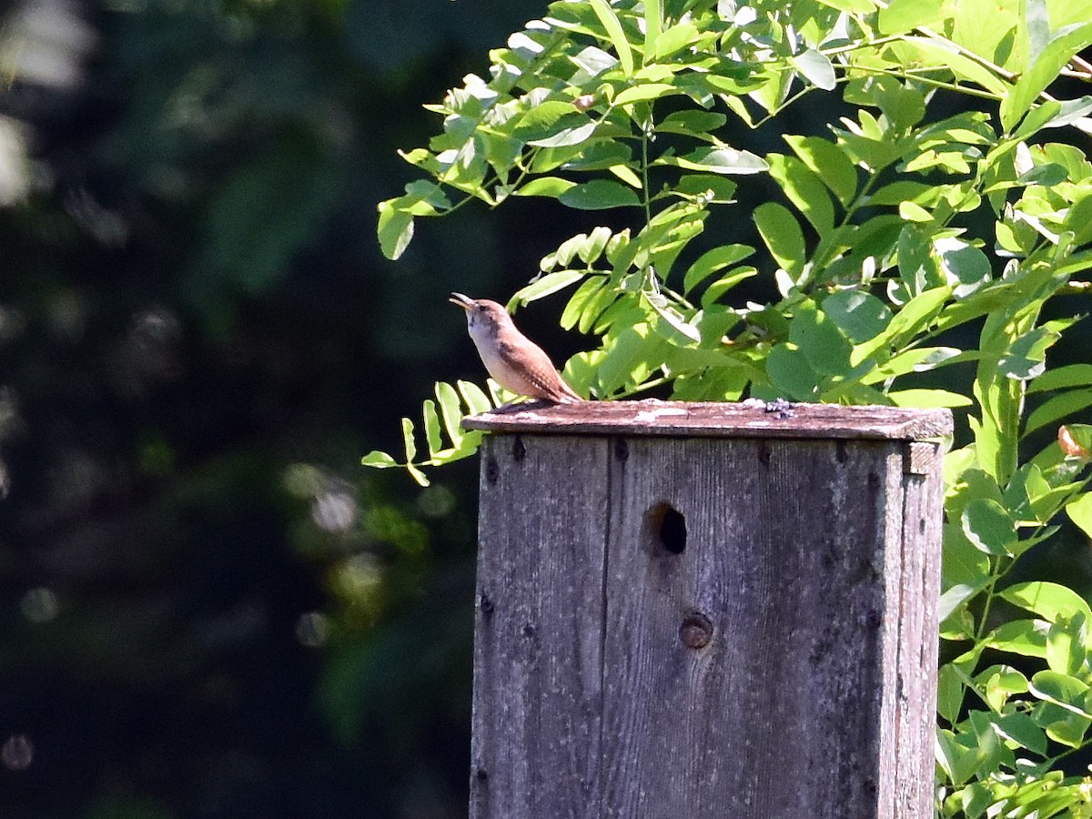 House Wren - ML30559501