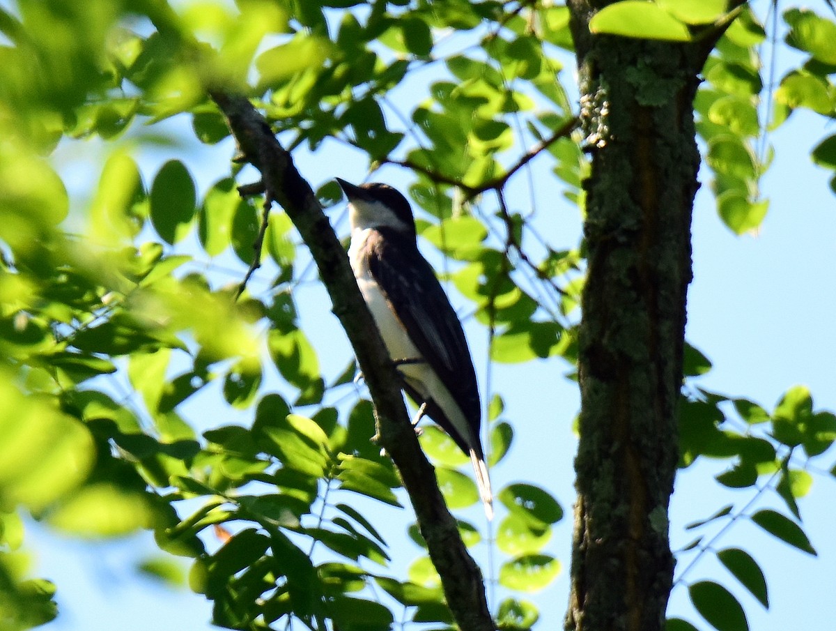 Eastern Kingbird - ML30559601