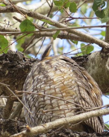 Kulaklı Orman Baykuşu - ML305596631