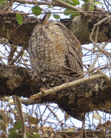 Kulaklı Orman Baykuşu - ML305596641