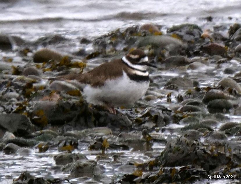 Killdeer - ML305597151