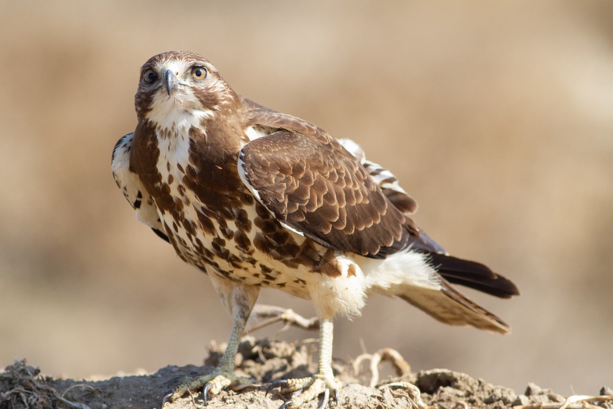 Swainson's Hawk - ML305597391