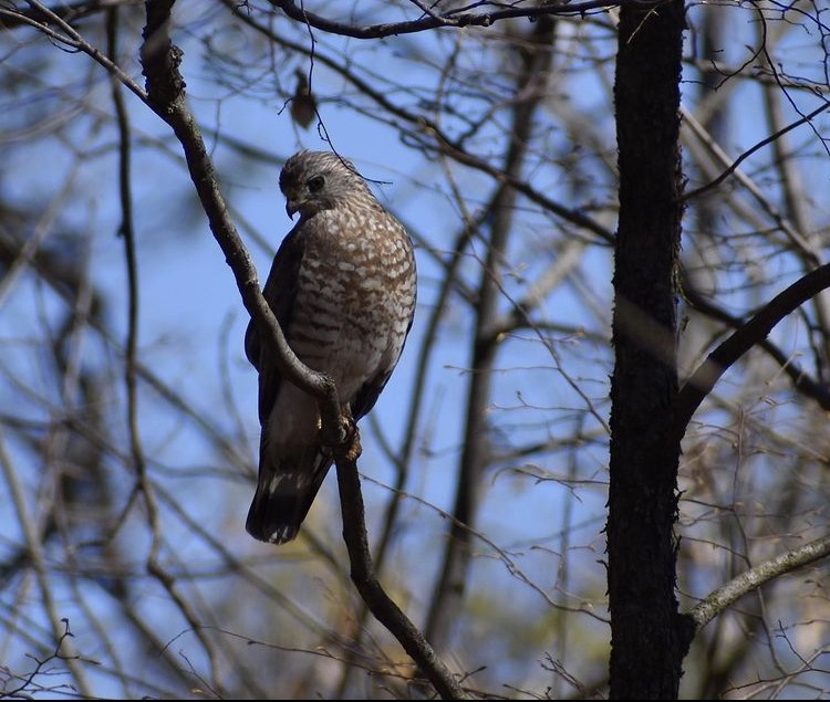 Broad-winged Hawk - ML305597441