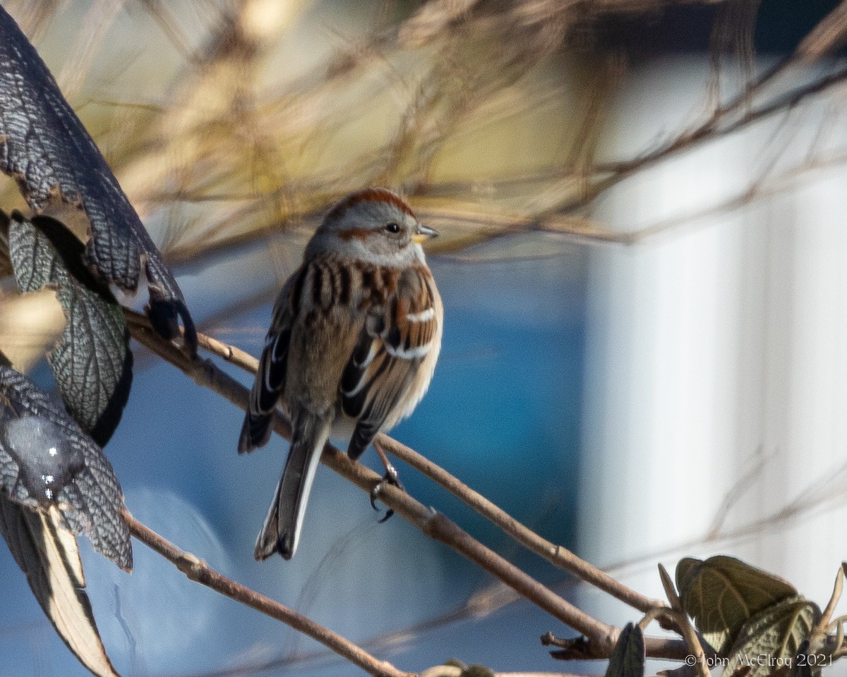 American Tree Sparrow - ML305598841