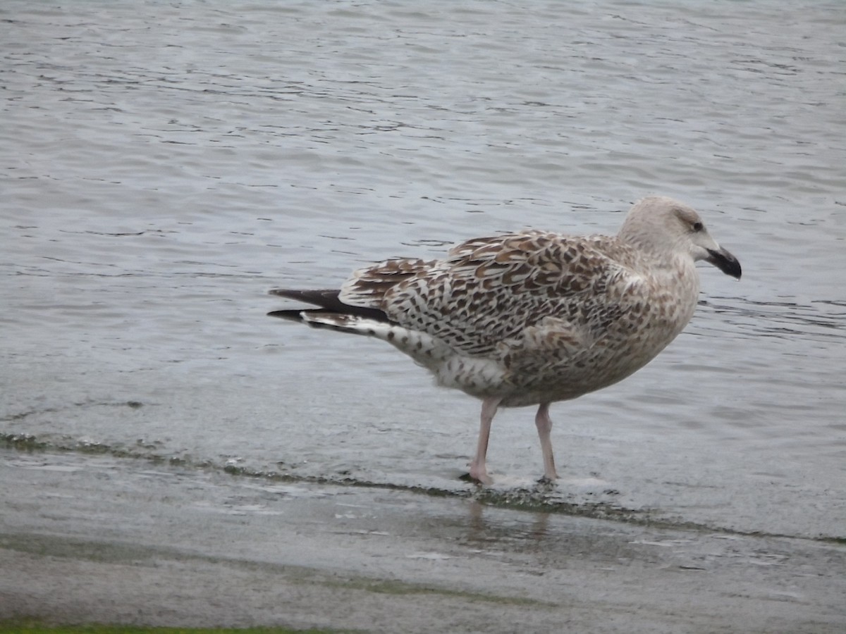 Great Black-backed Gull - ML305599951