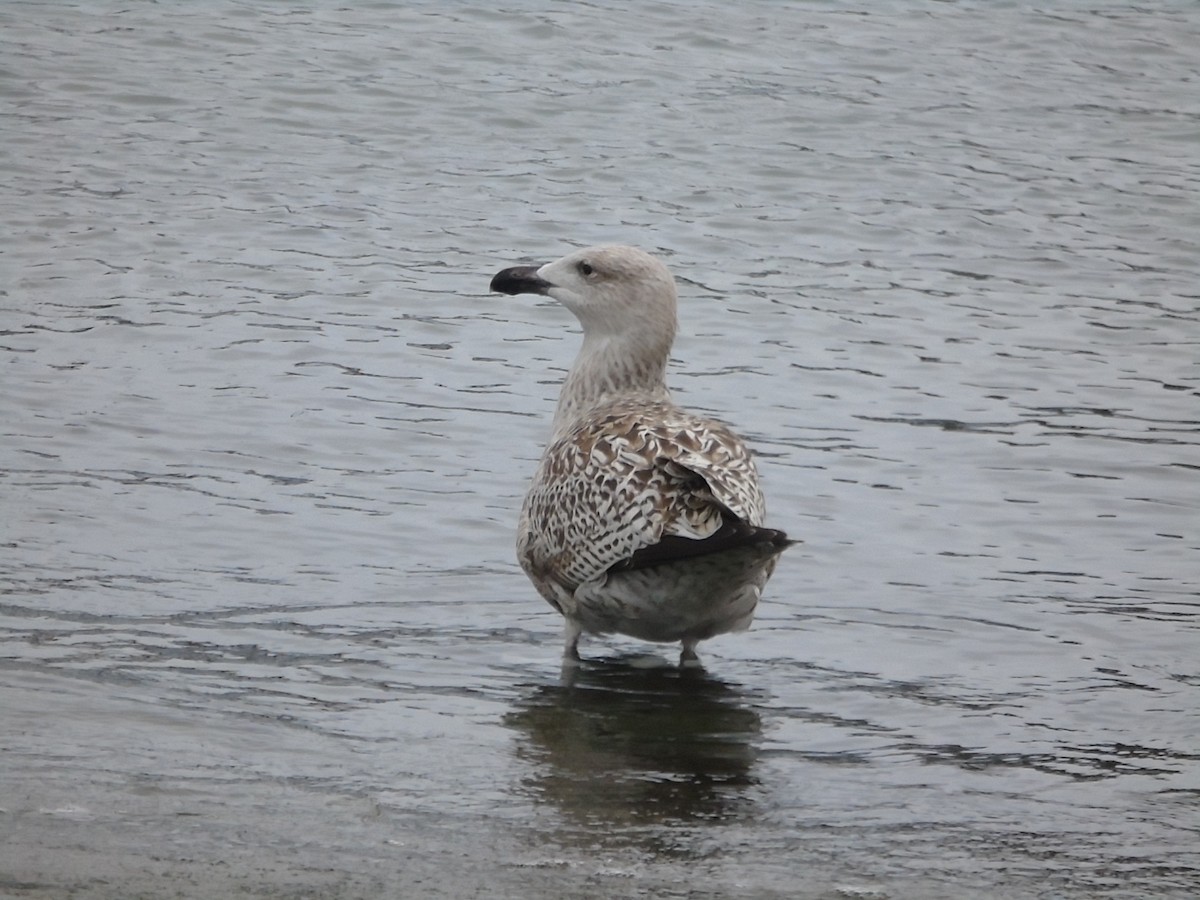 Great Black-backed Gull - ML305600191