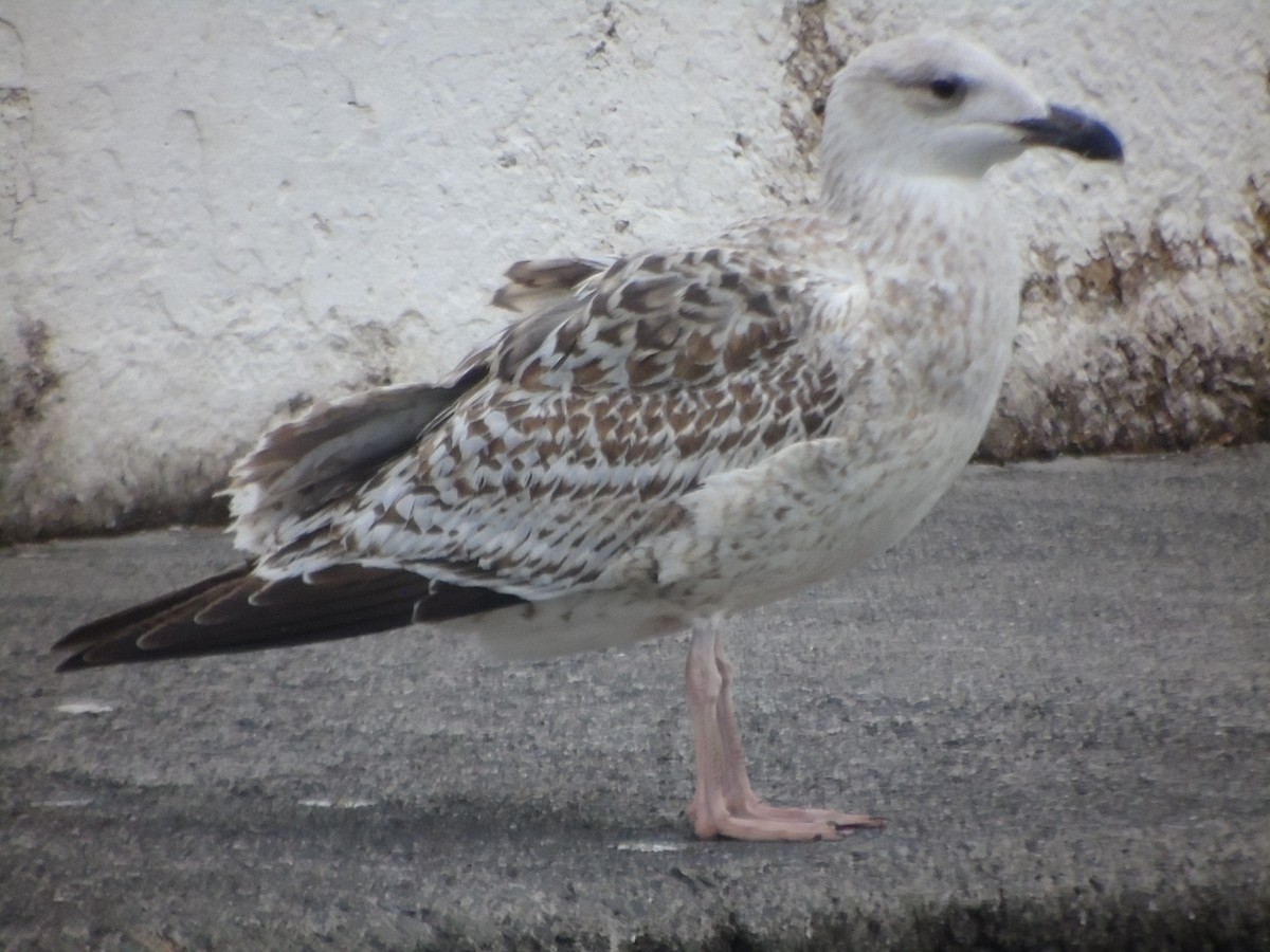 Great Black-backed Gull - ML305600391