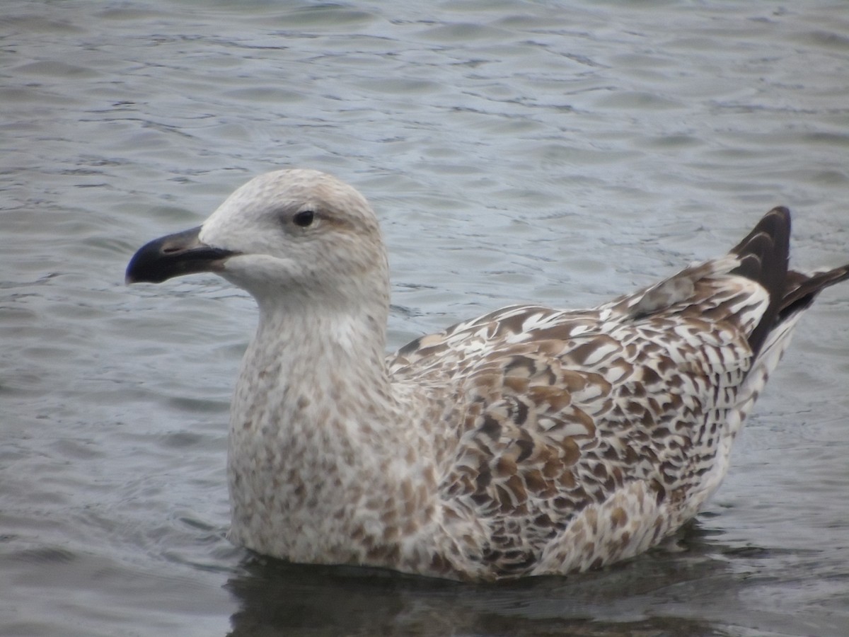 Great Black-backed Gull - ML305600581