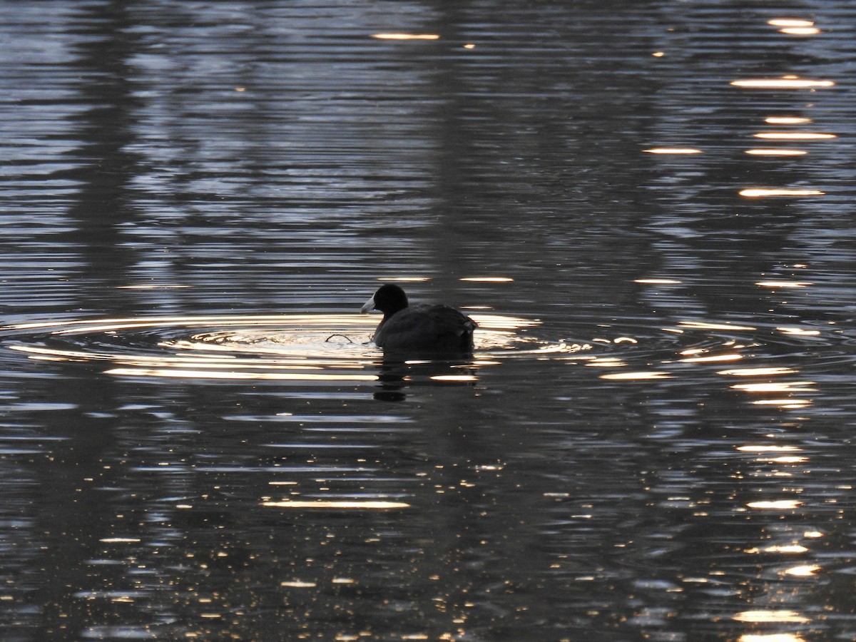 American Coot - ML305603471