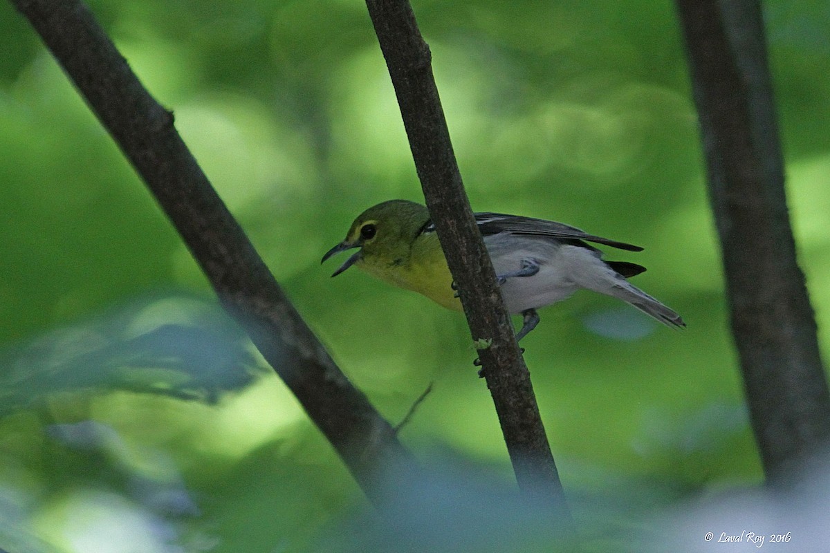 Yellow-throated Vireo - Laval Roy