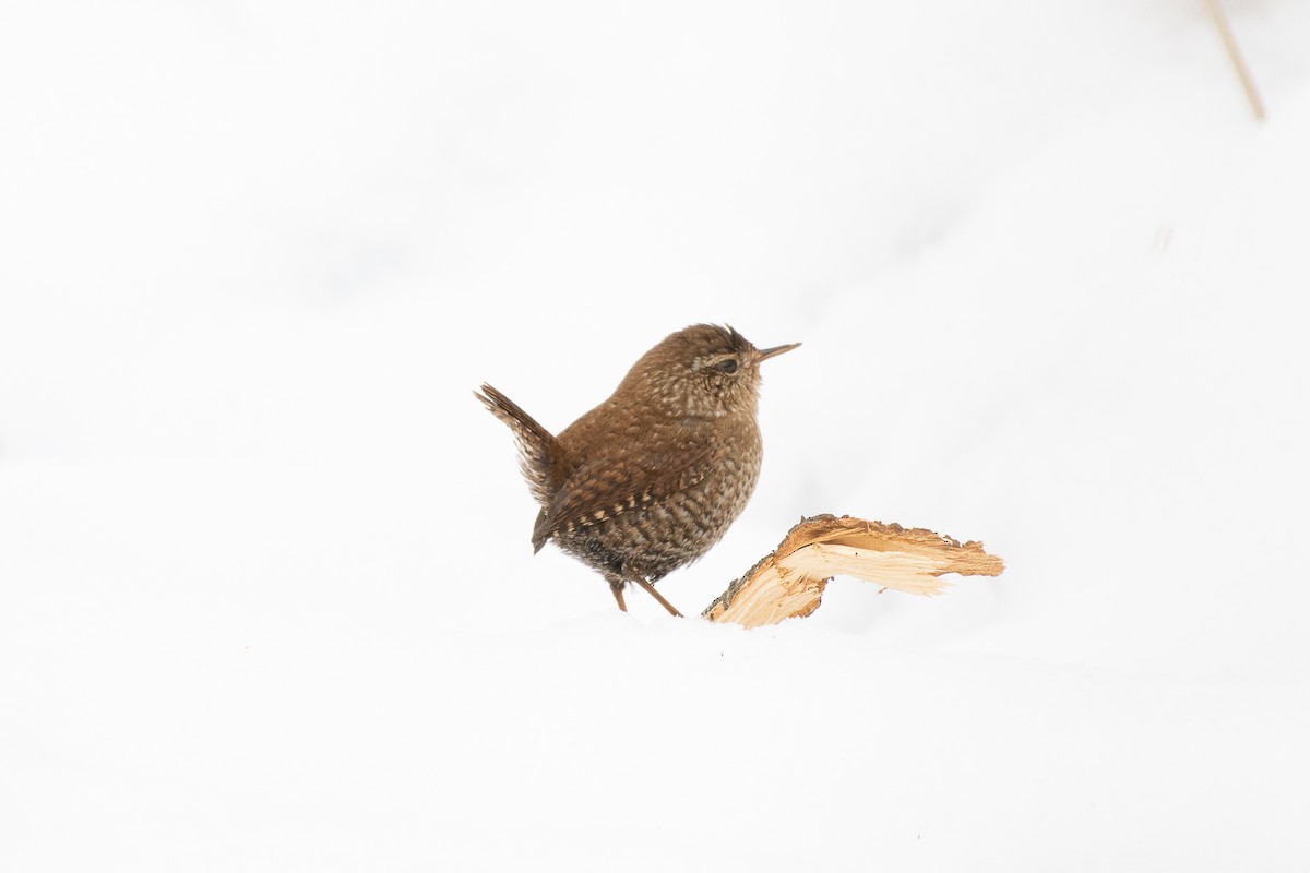 střízlík kanadský - ML305607821