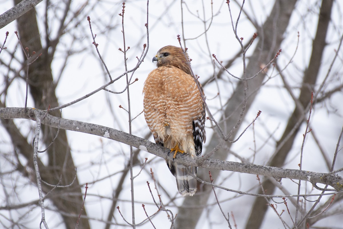 Red-shouldered Hawk - ML305608121