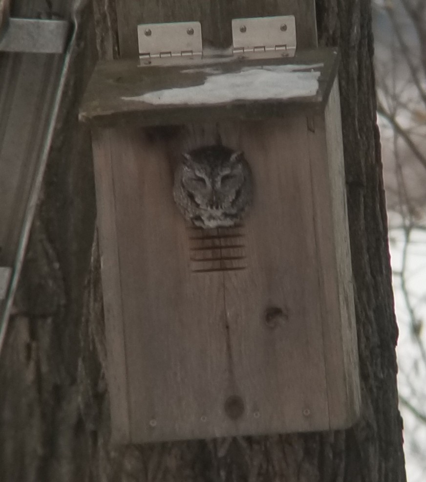 Eastern Screech-Owl - ML305609201