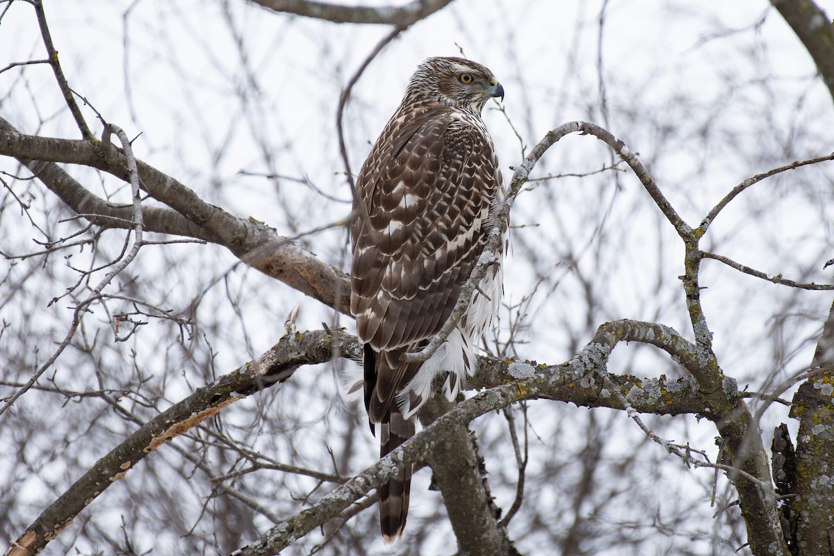 jestřáb nearktický - ML305609921