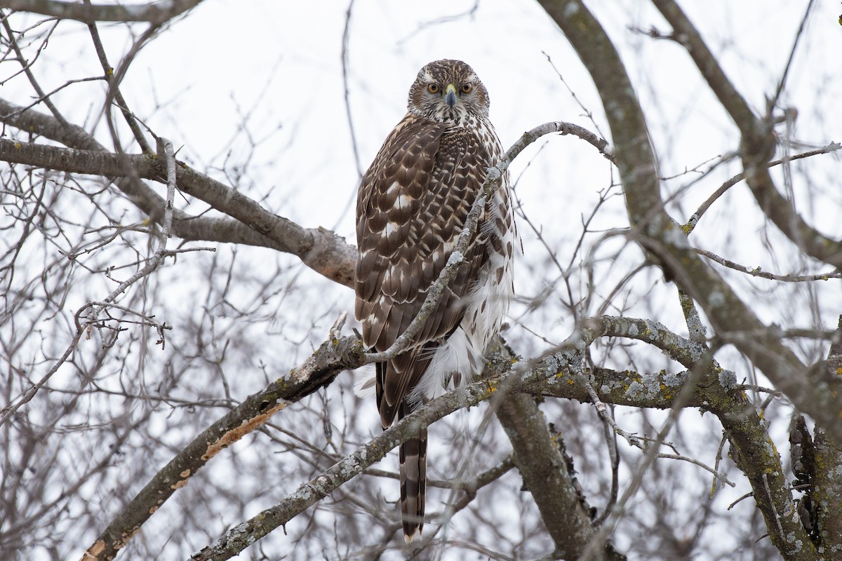 jestřáb nearktický - ML305611141