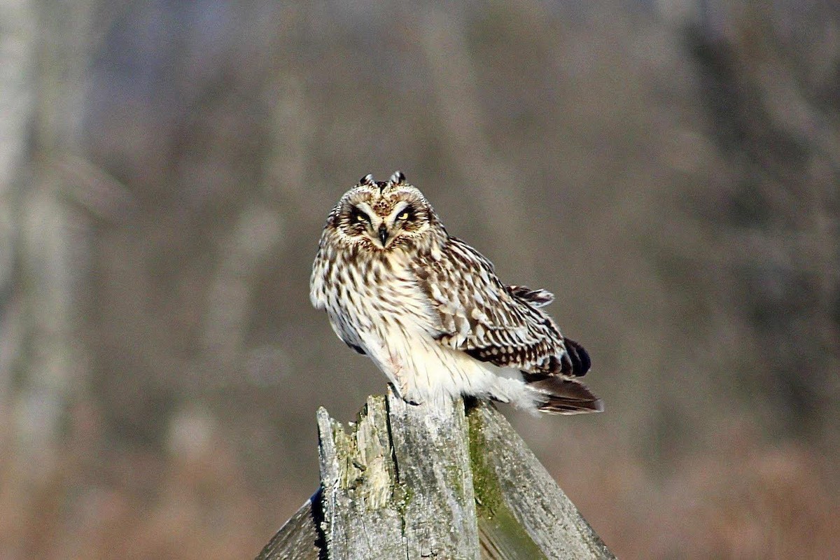Short-eared Owl - karl  schmidt