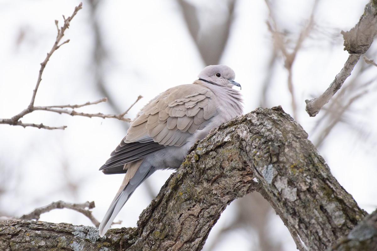 hrdlička zahradní - ML305612941