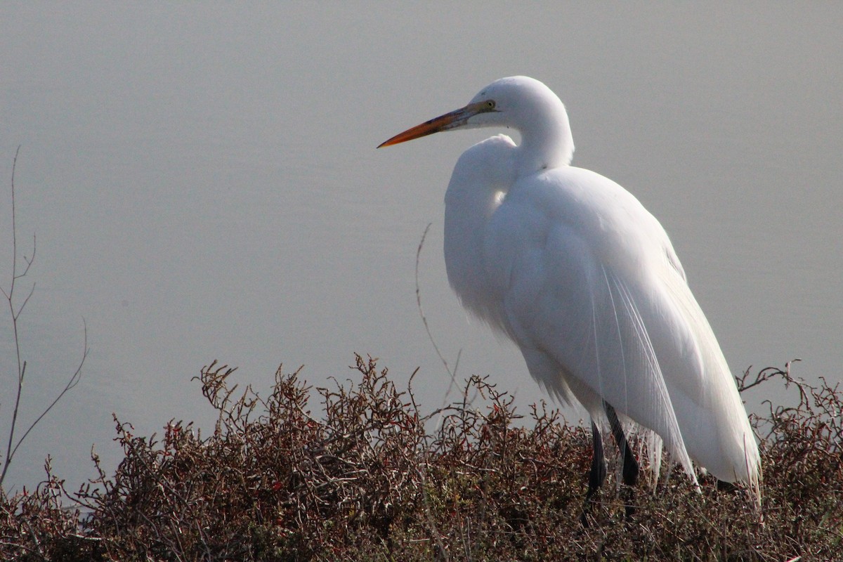 Great Egret - ML305613211