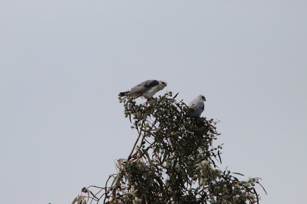 White-tailed Kite - ML305613431