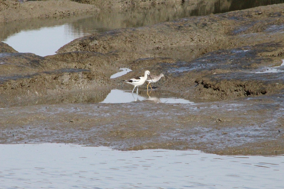 Greater Yellowlegs - ML305614121