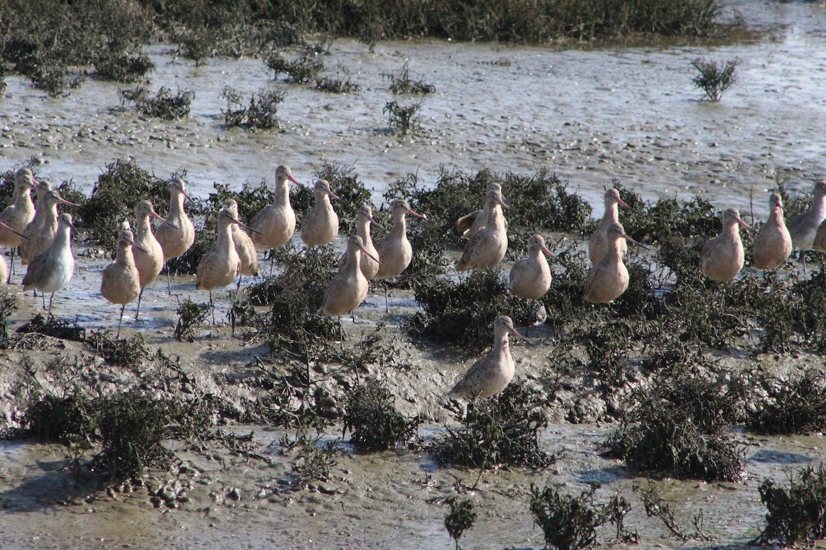 Marbled Godwit - ML305614751