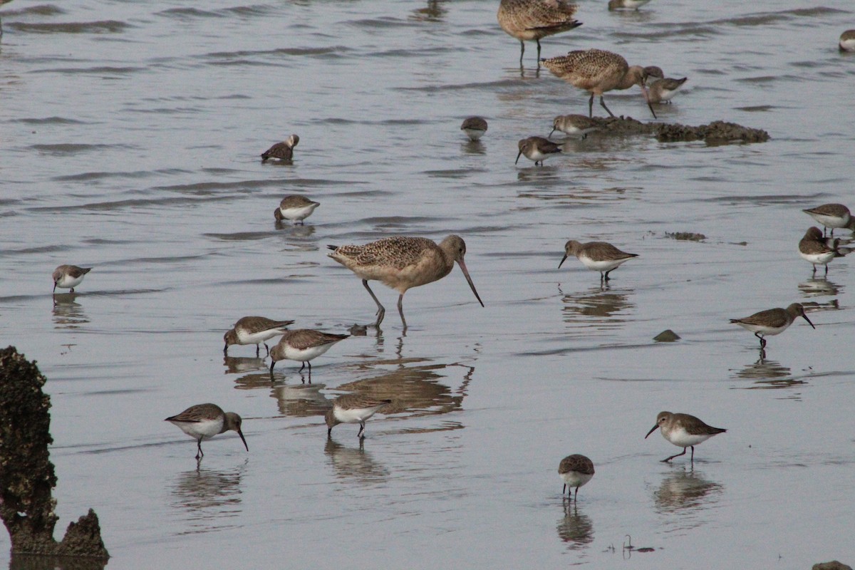 Marbled Godwit - ML305614781