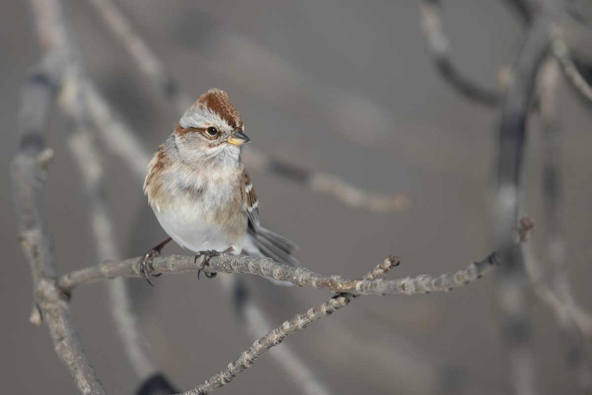 American Tree Sparrow - ML305614941