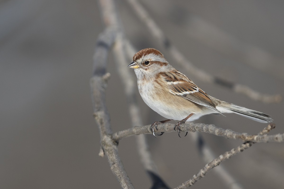 American Tree Sparrow - ML305614951