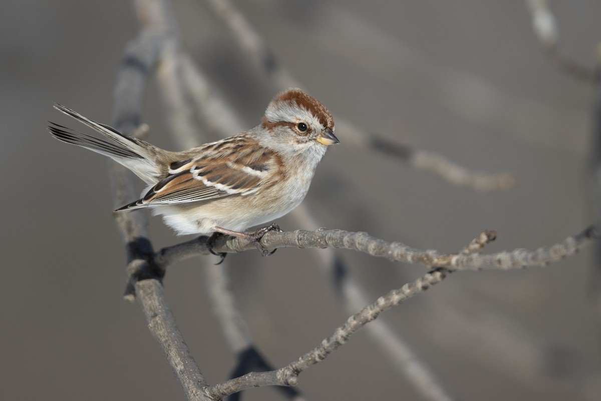 American Tree Sparrow - ML305614961