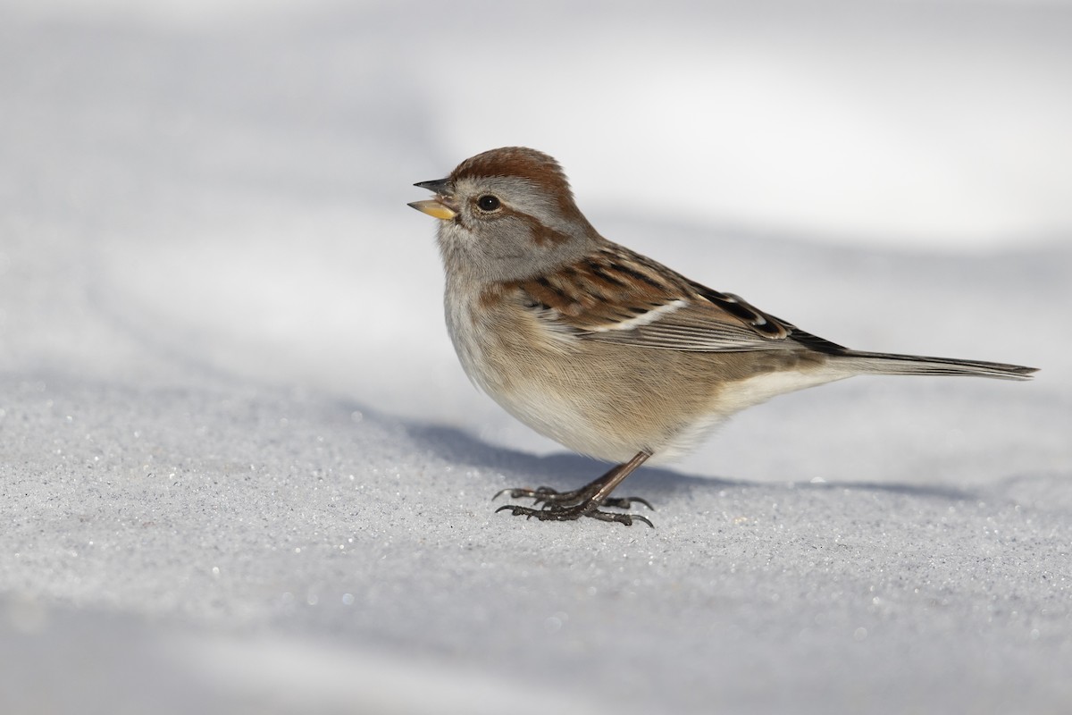 American Tree Sparrow - ML305615031