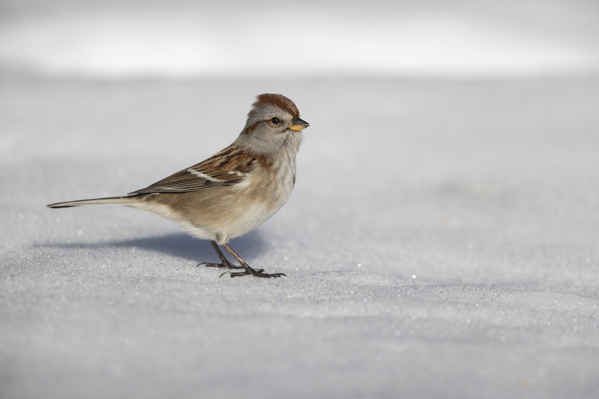 American Tree Sparrow - ML305615061