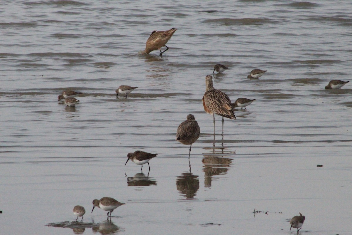 Marbled Godwit - ML305615071