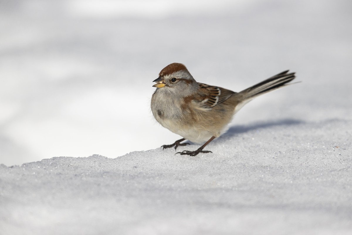 American Tree Sparrow - ML305615081