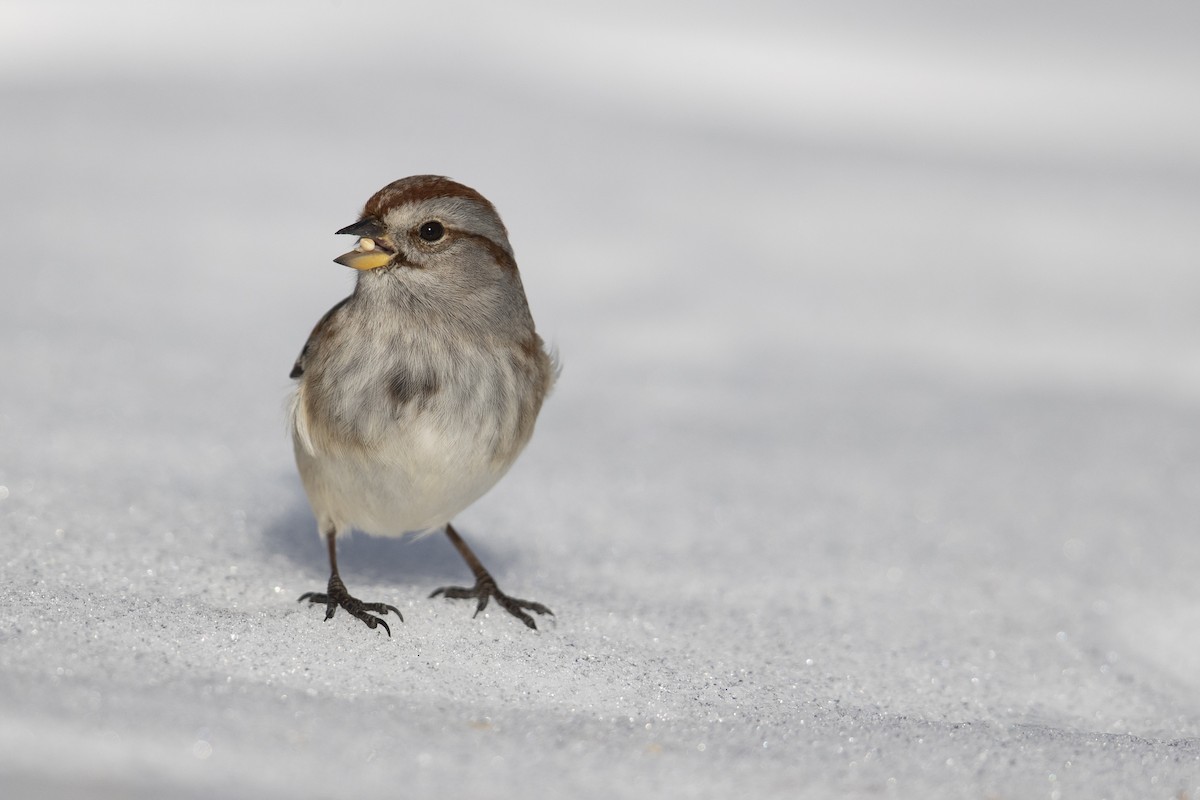 American Tree Sparrow - ML305615111