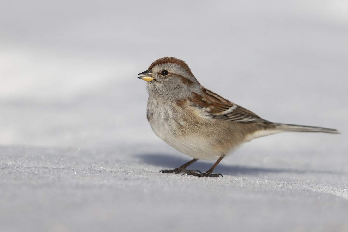 American Tree Sparrow - ML305615151