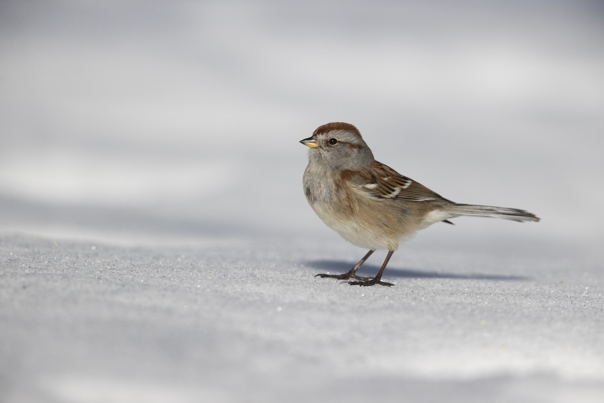 American Tree Sparrow - ML305615181