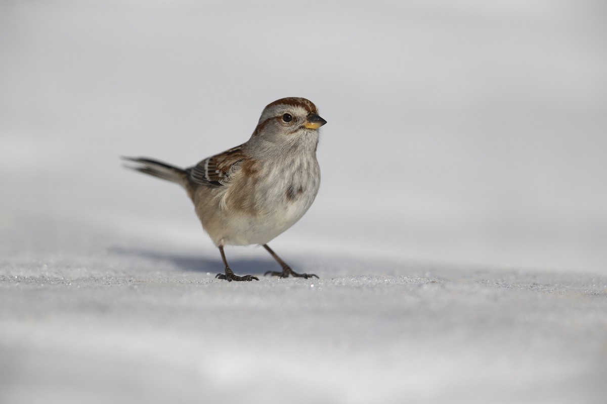 American Tree Sparrow - ML305615251