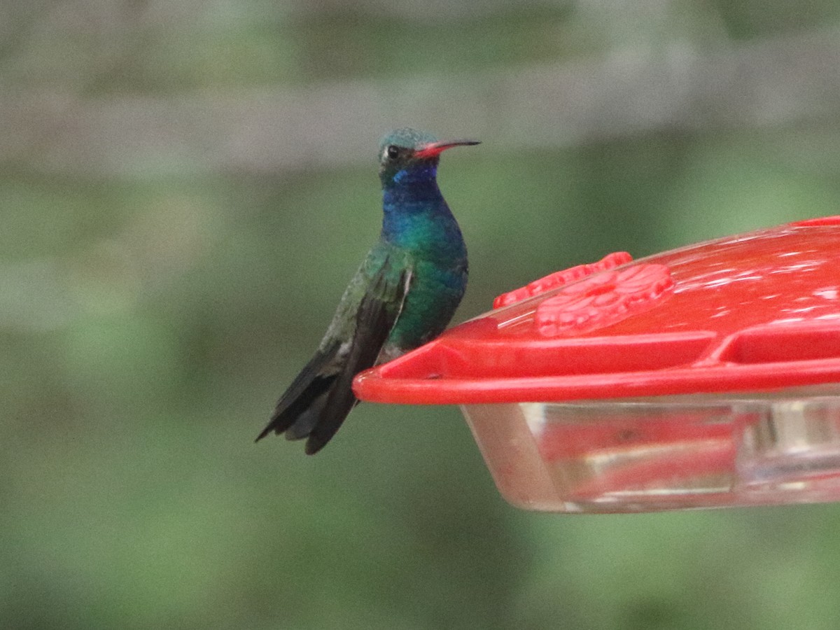 Colibrí Piquiancho Común - ML305616741