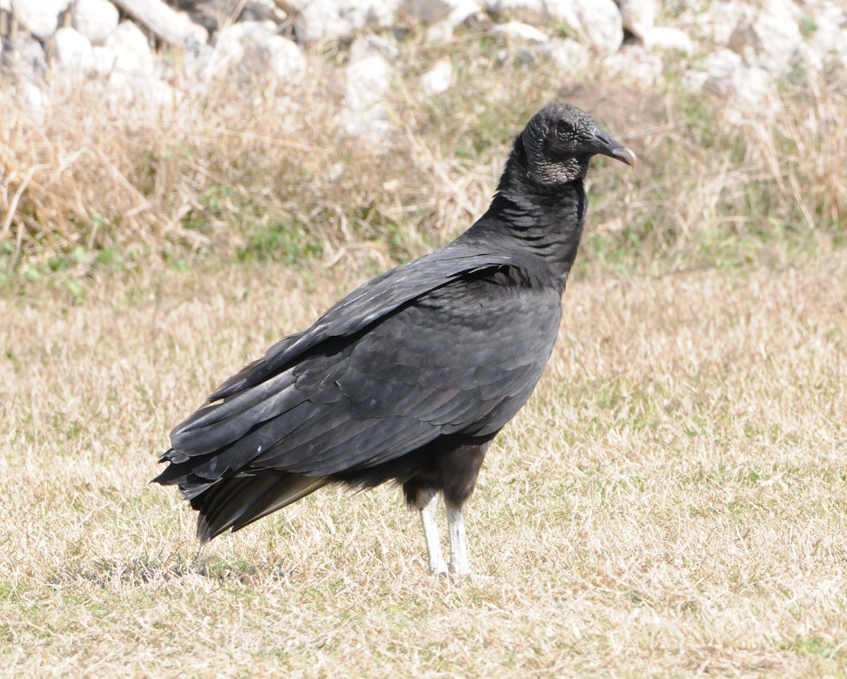Black Vulture - ML305616811