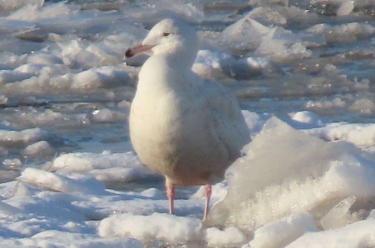 Glaucous Gull - ML305616841