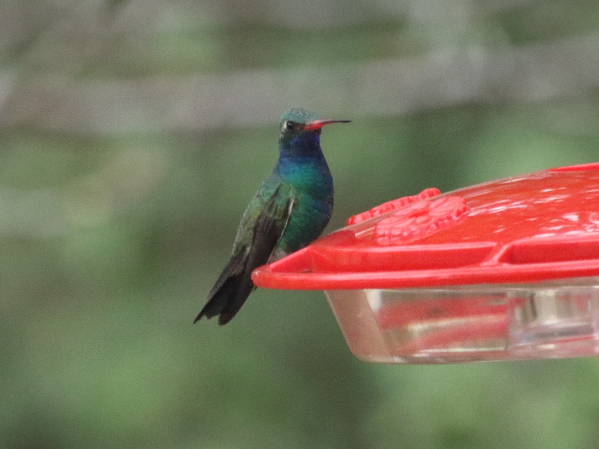 kolibřík širokozobý - ML305616881