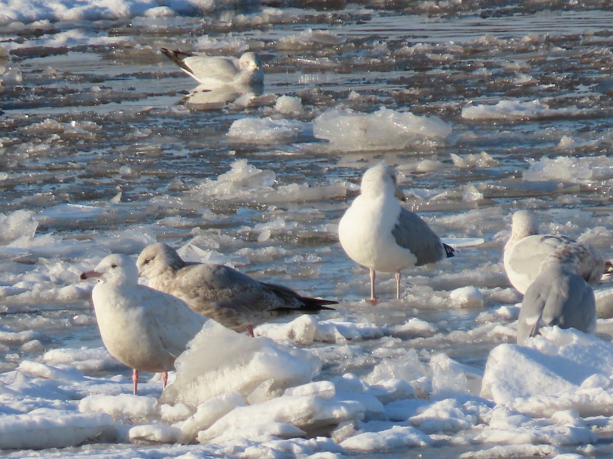 Glaucous Gull - ML305618541