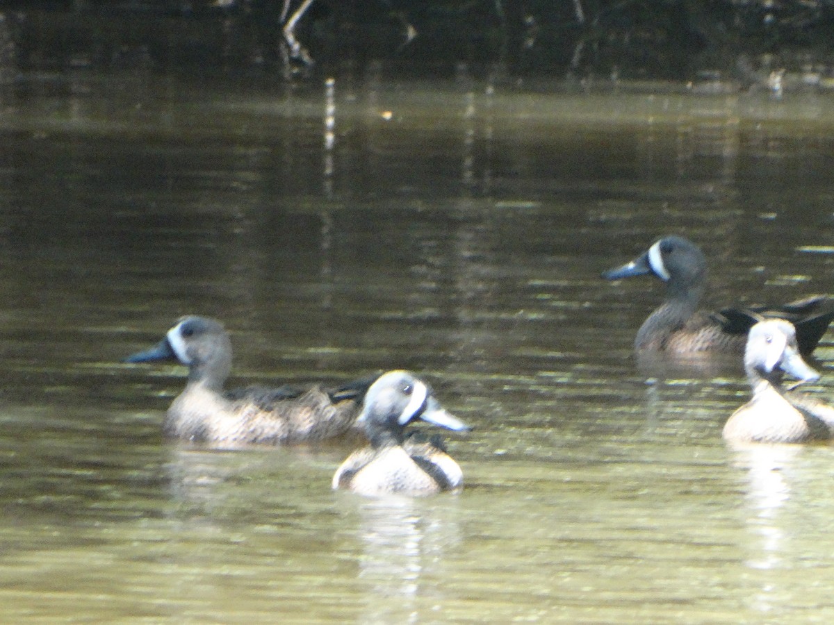 Blue-winged Teal - ML305618751