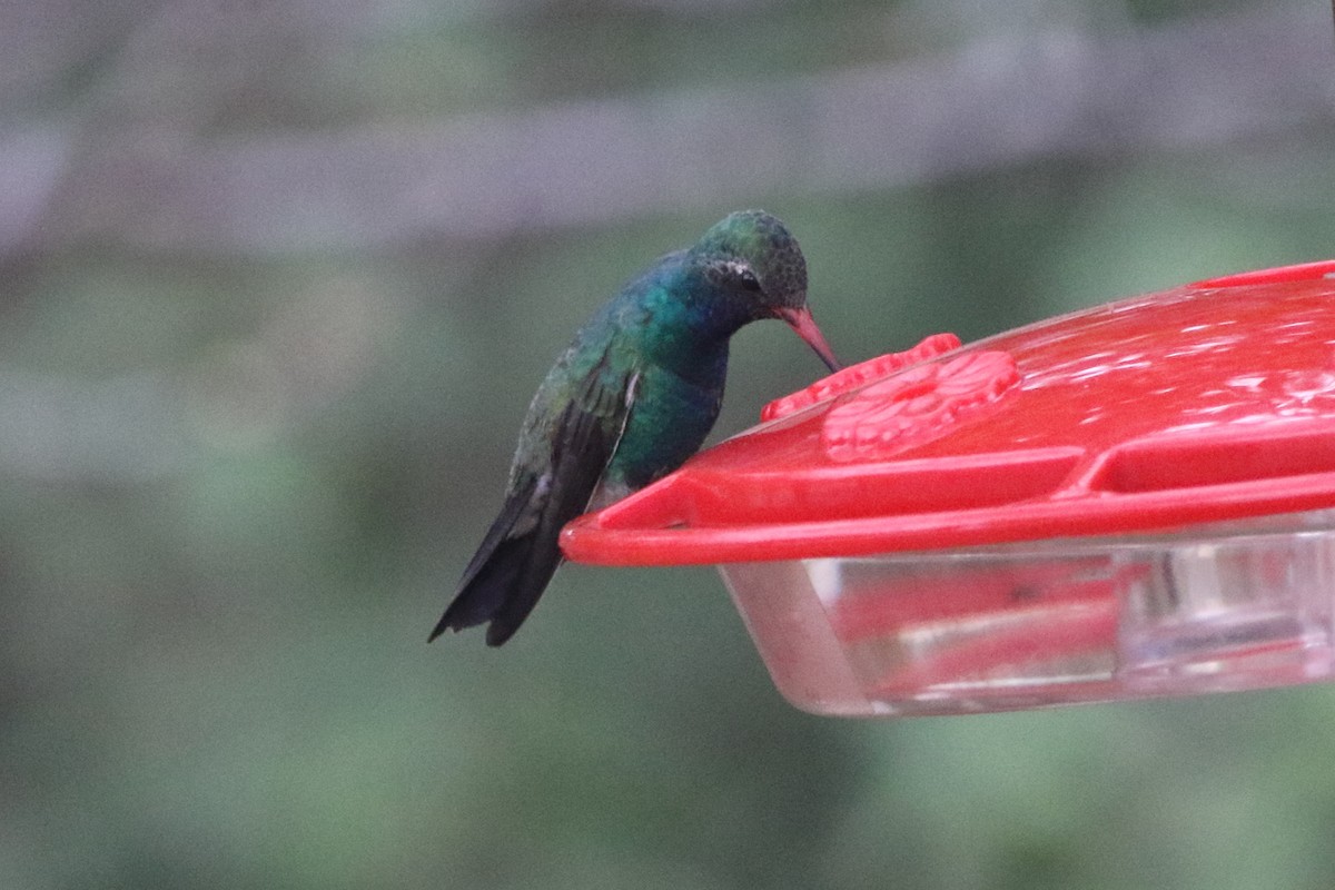 Colibrí Piquiancho Común - ML305618851