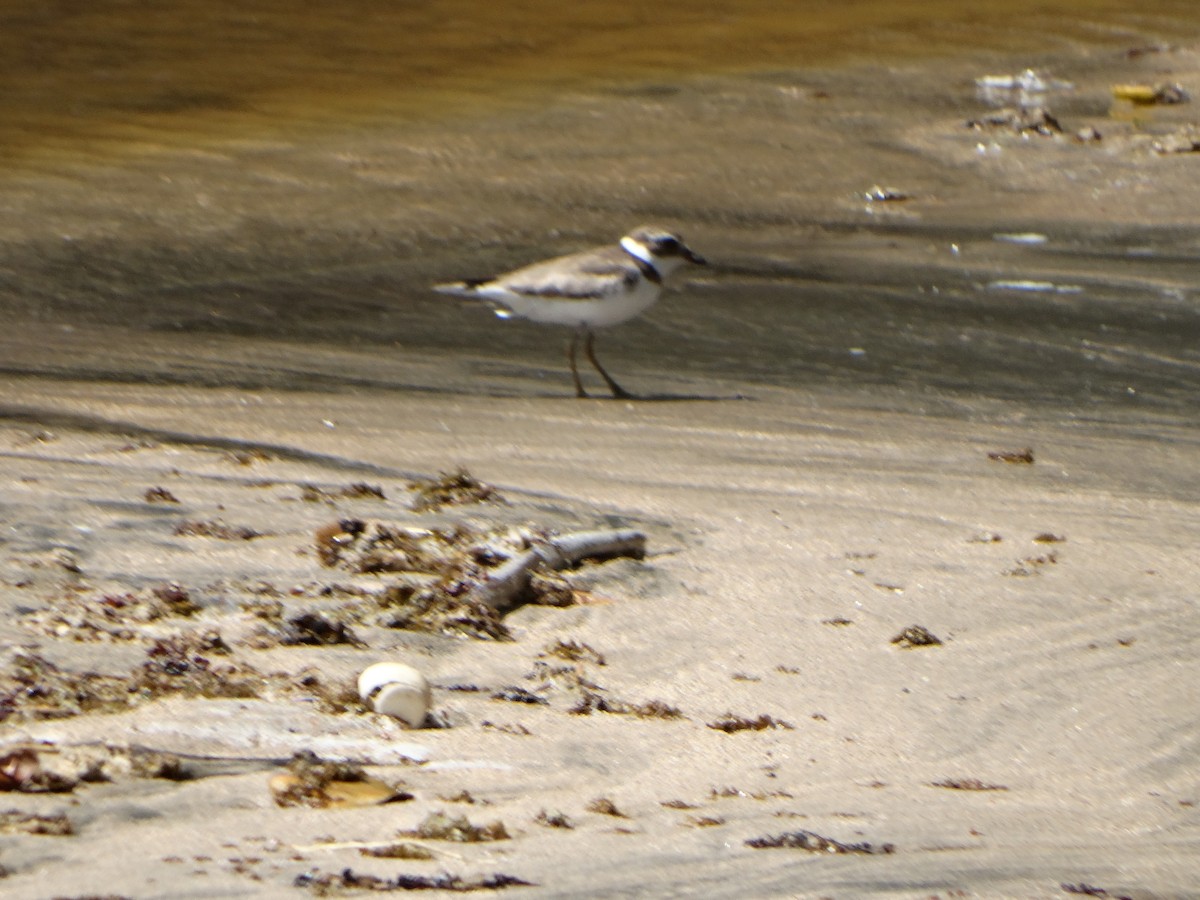 Semipalmated Plover - Kenrith Carter