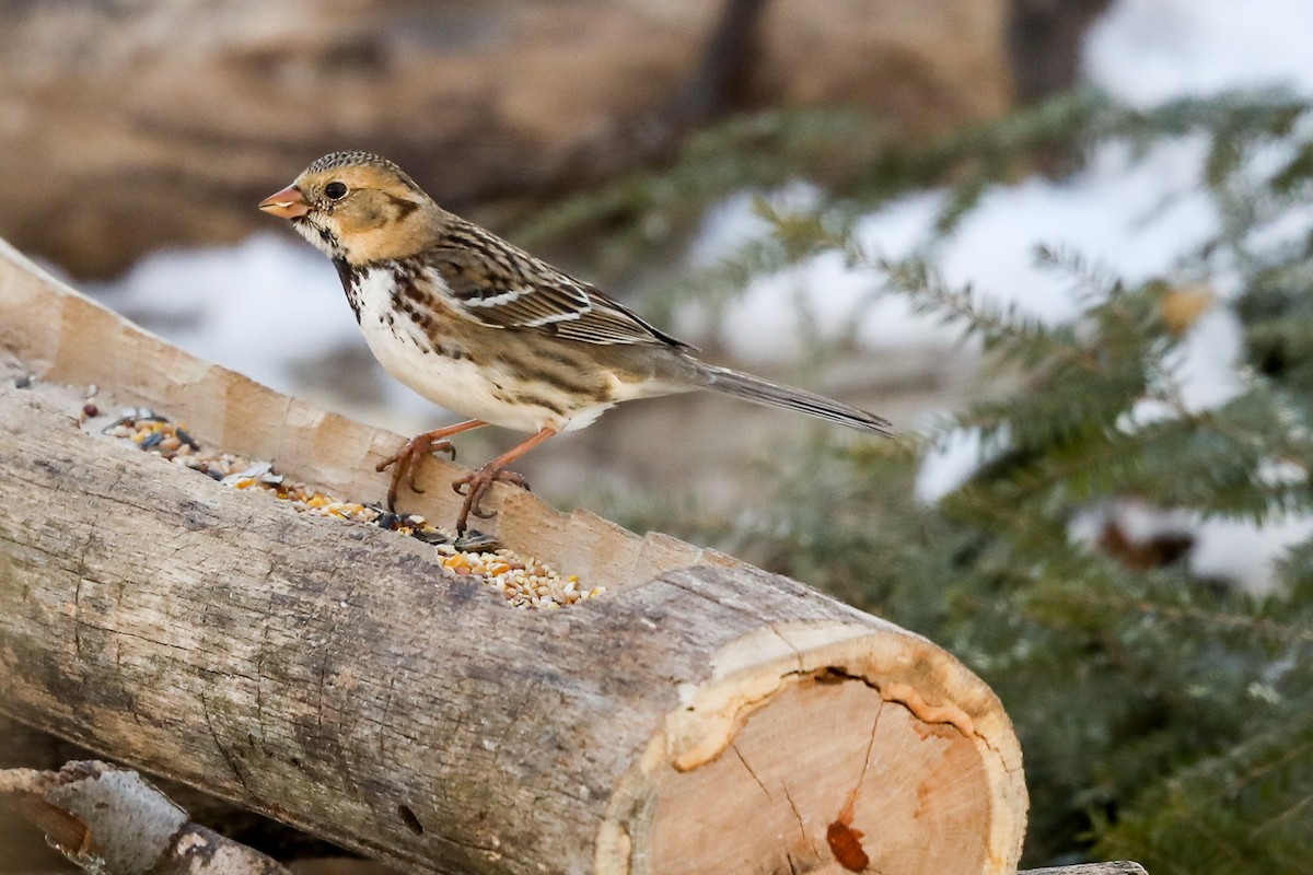 Harris's Sparrow - ML305621761