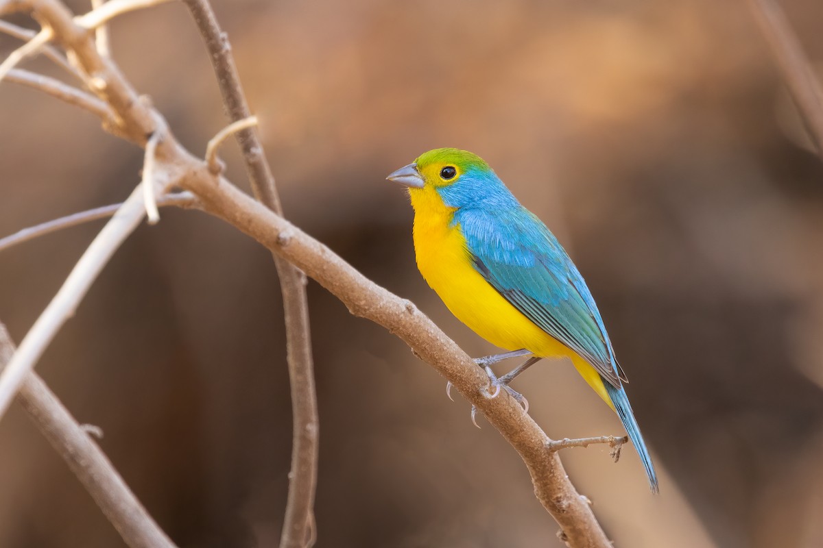 Orange-breasted Bunting - Blair Dudeck